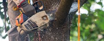 Reliable Headland, AL Tree Care Solutions