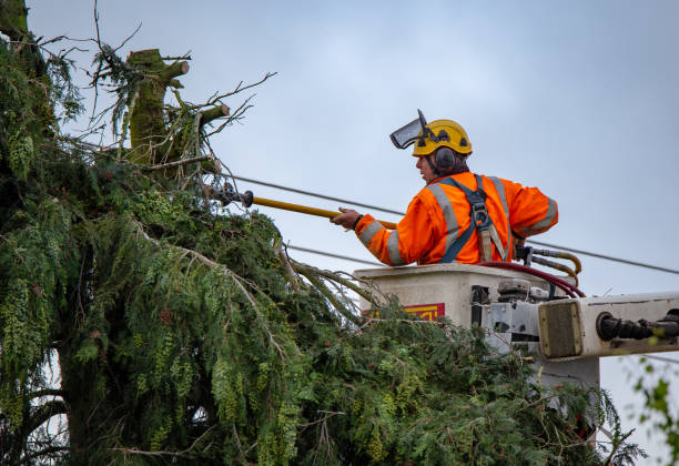 How Our Tree Care Process Works  in  Headland, AL